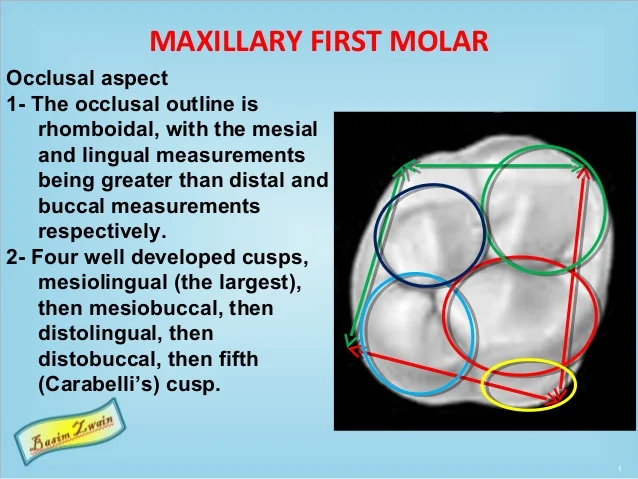 permanent-maxillary-molars-11-638.jpg?cb=1571675772