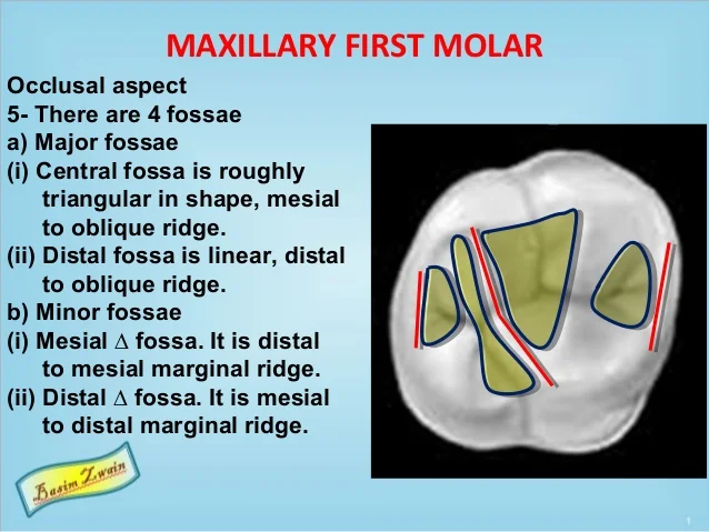permanent-maxillary-molars-13-638.jpg?cb=1571675772