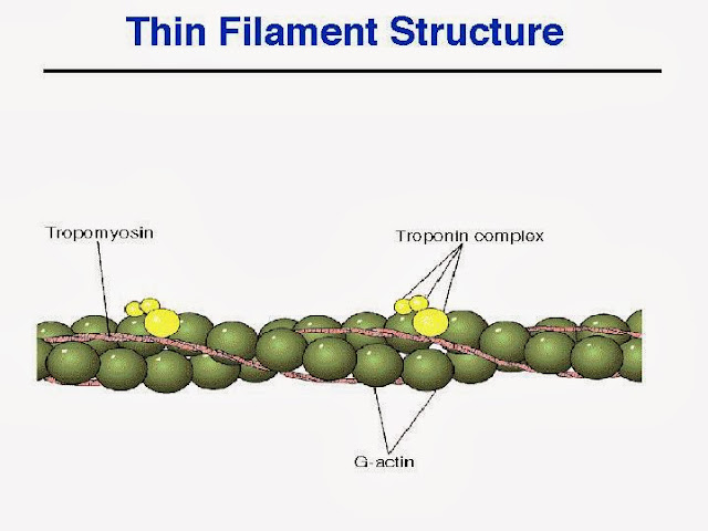 thinfilament.jpg