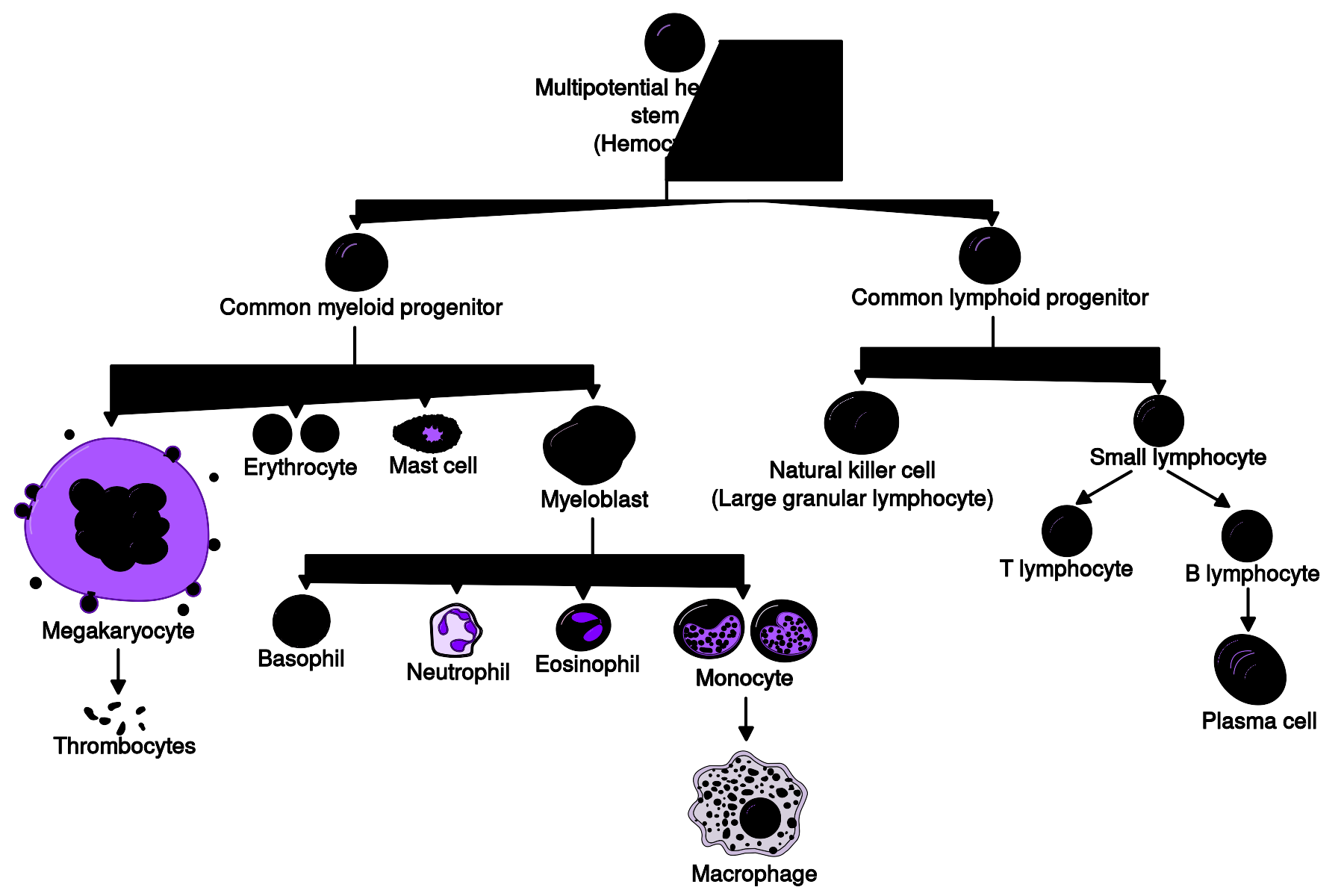 Hematopoiesis_simple.svg