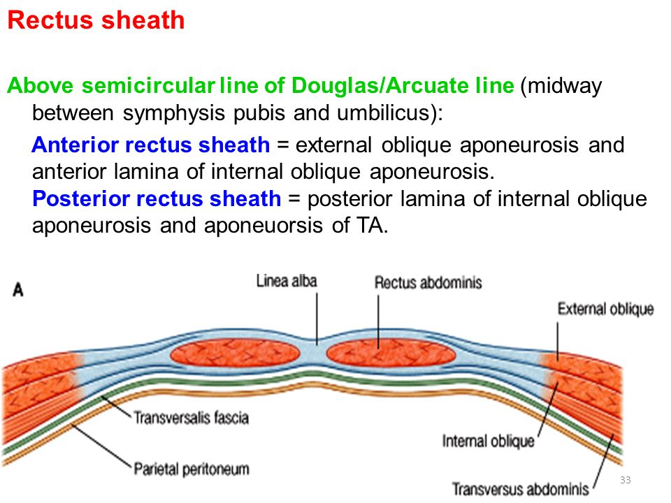 Rectus+sheath+Above+semicircular+line+of+Douglas%2FArcuate+line+%28midway+between+symphysis+pubis+and+umbilicus%29%3A.jpg