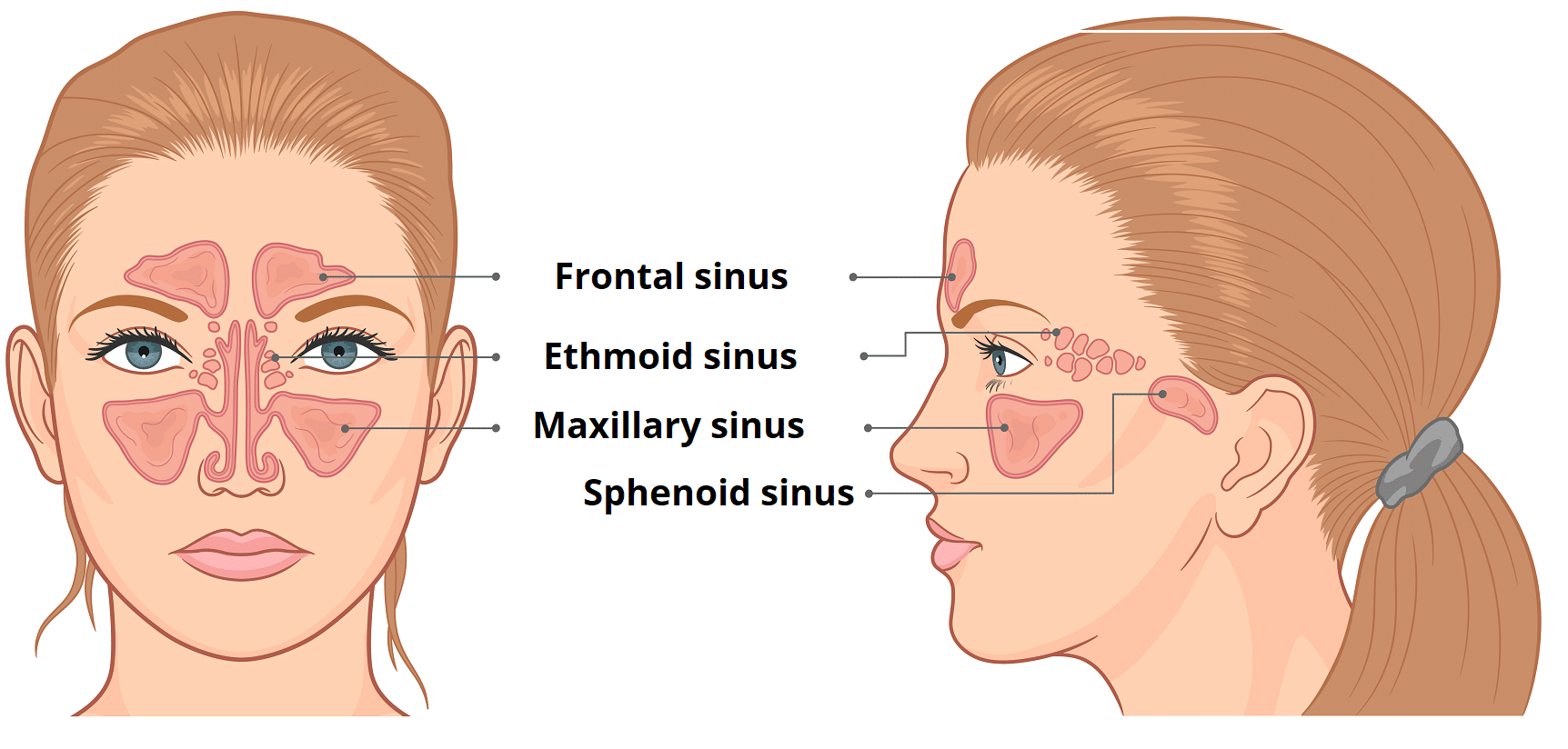 Anatomy-of-the-Paranasal-Sinuses.png