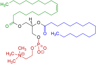 330px-1-Oleoyl-2-almitoyl-phosphatidylcholine_Structural_Formulae_V.1.png