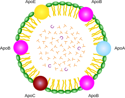 250px-Chylomicron.svg.png