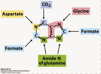 purine_synthesis1338299462232.jpg