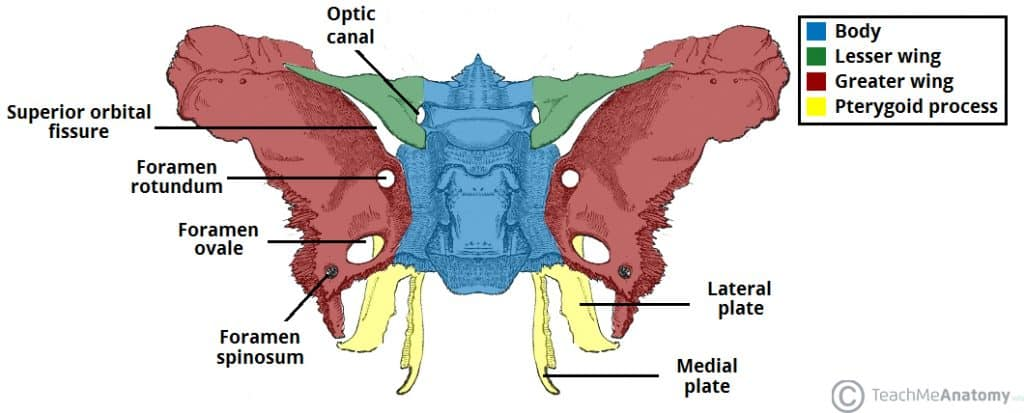 Bony-Landmarks-of-the-Sphenoid-Wings-and-Pterygoid-Process-1024x413.jpg
