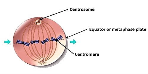 Centrosome-and-Centromere.jpg