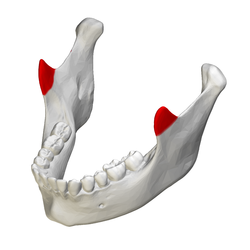 250px-Coronoid_process_of_mandible_-_close_up_-_superior_view.png