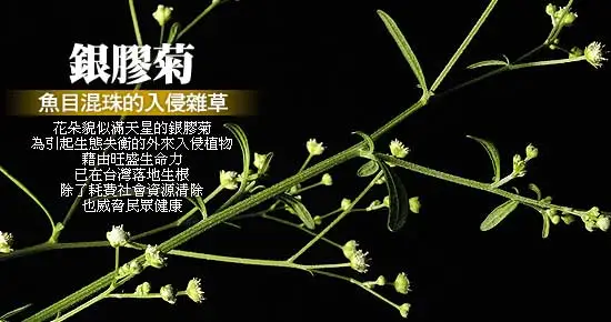 silver.jpg?zoom=1.25&w=720