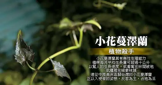 mikania_550.jpg?w=720