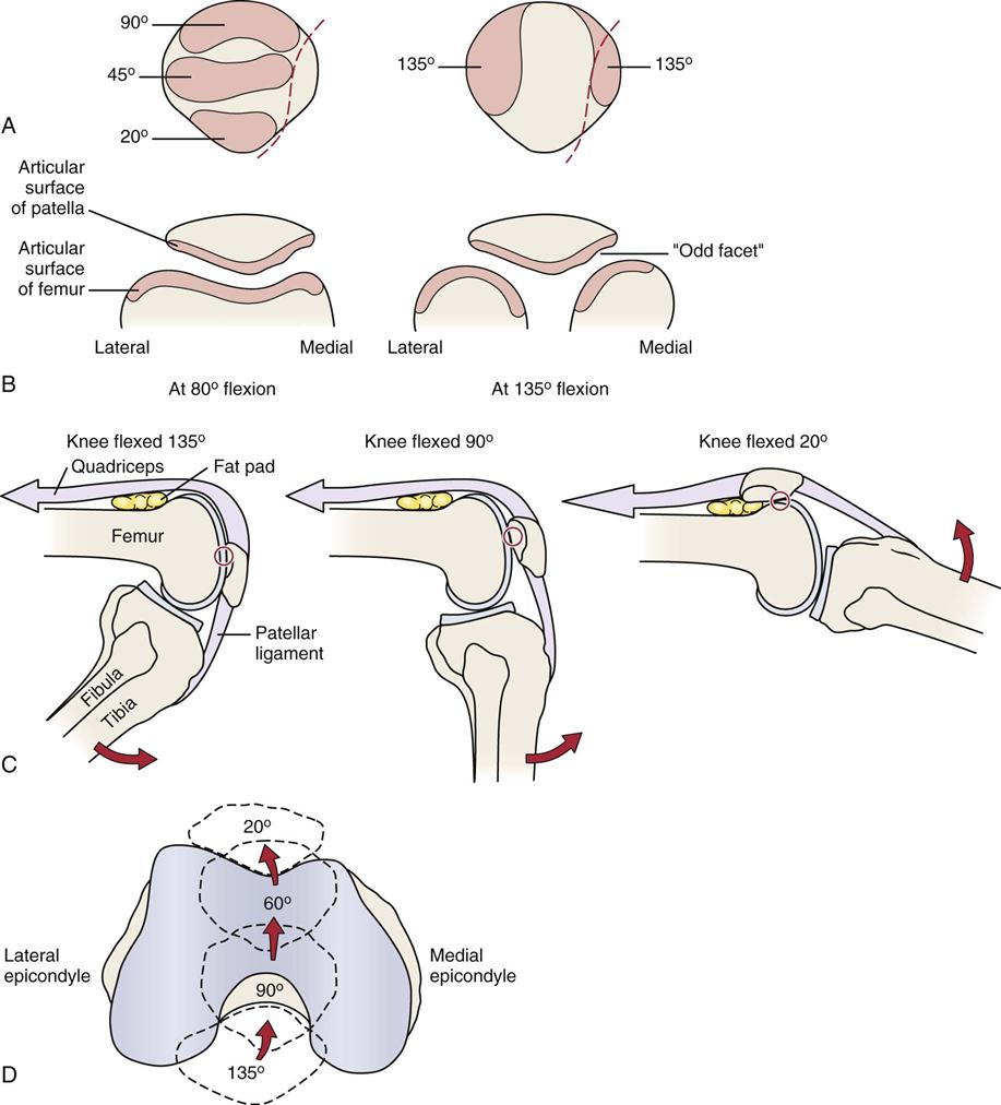 Knee | Musculoskeletal Key