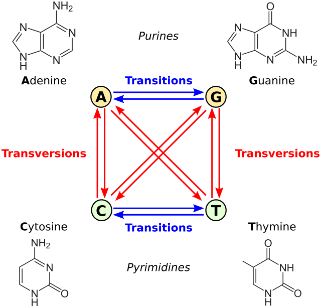 顛換突變- 维基百科，自由的百科全书