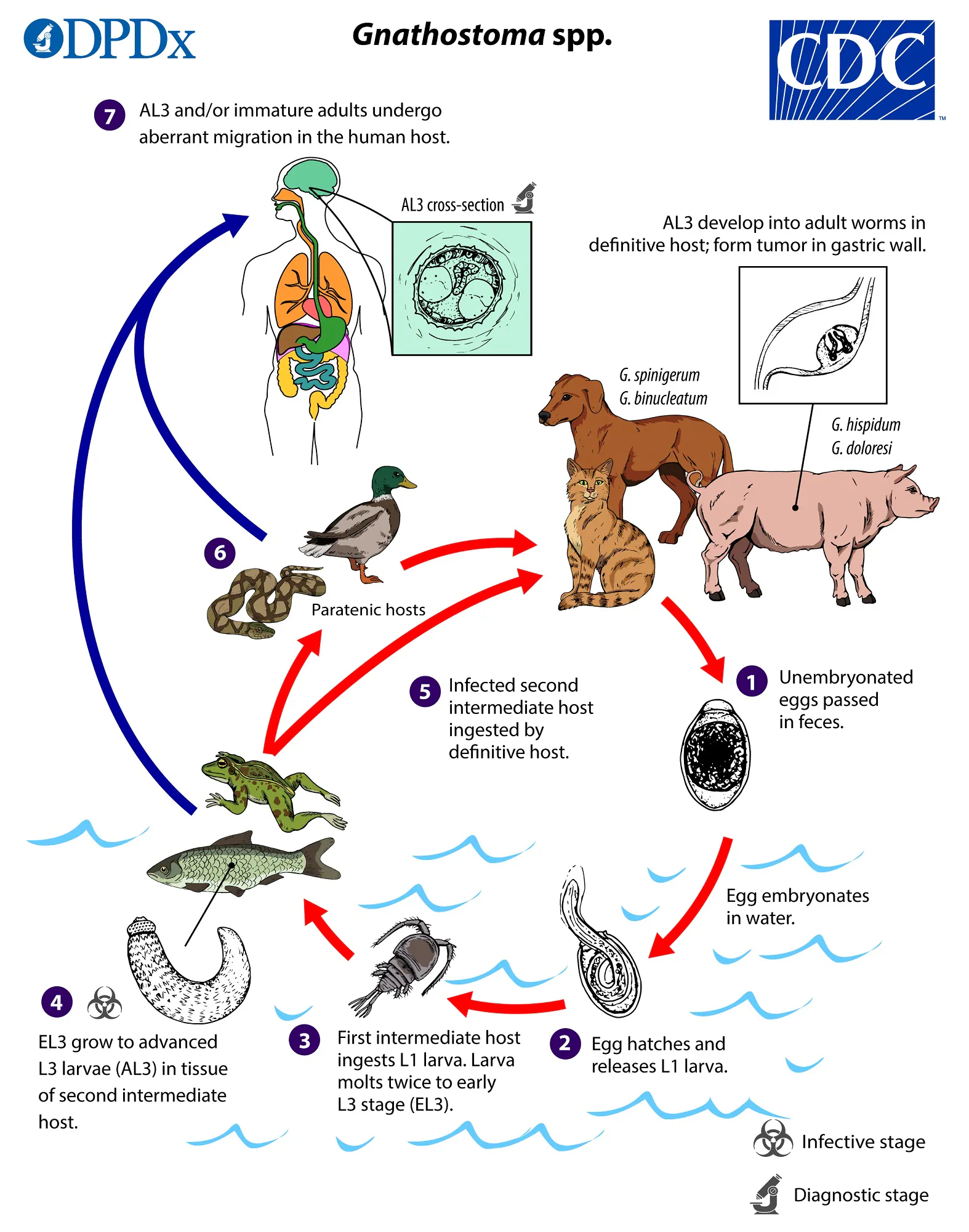 Gnathostoma_LifeCycle_lg.jpg