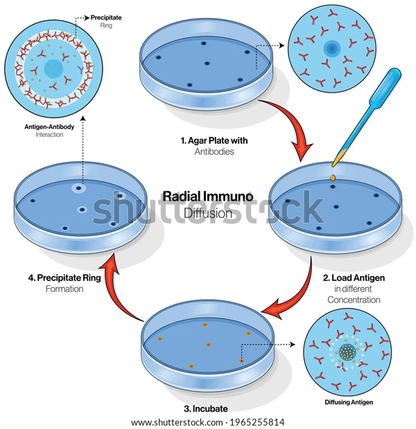 Illustration of Radial immunodiffusion Assay.