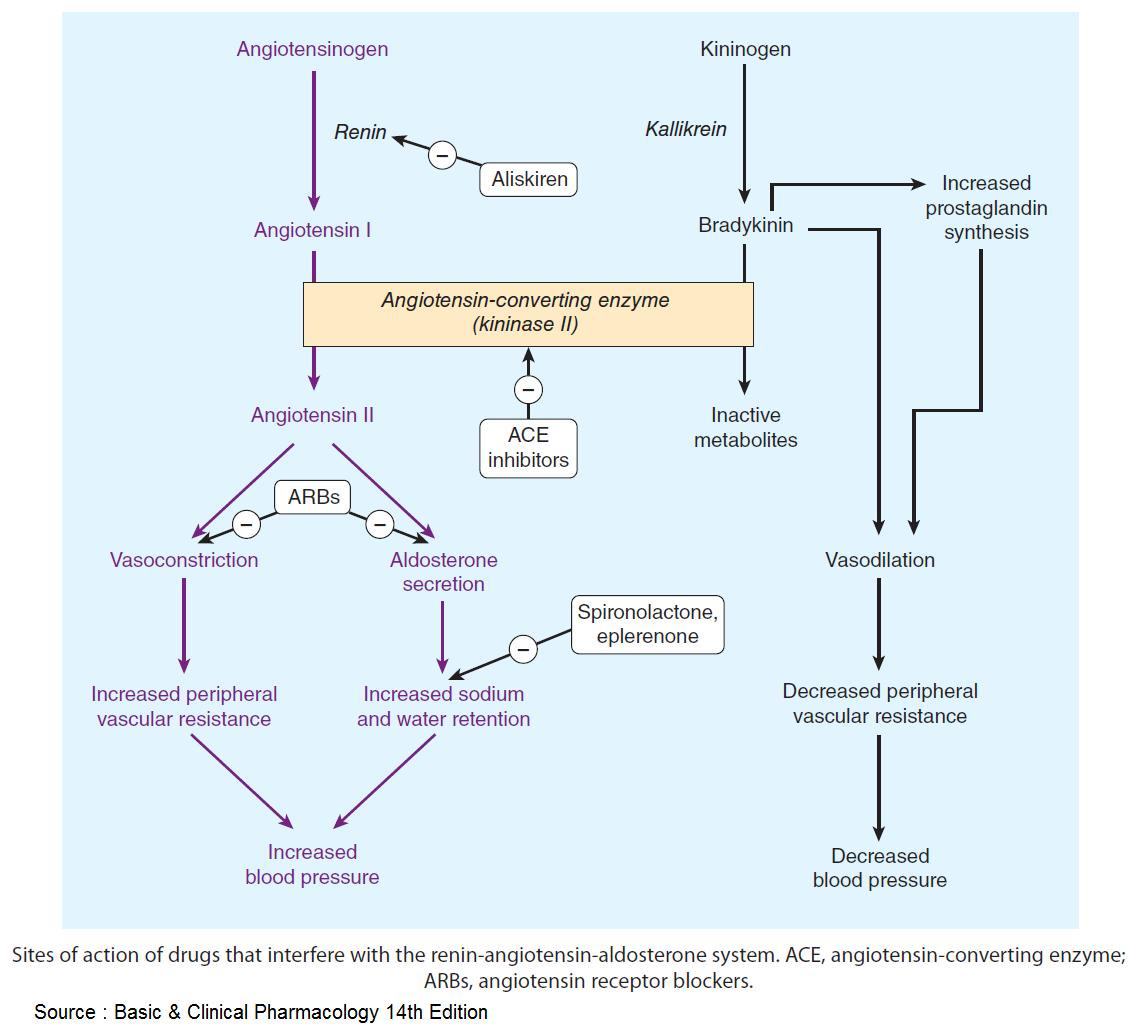 raas-system-reninangiotensinaldosterone-action-targets-original.jpeg