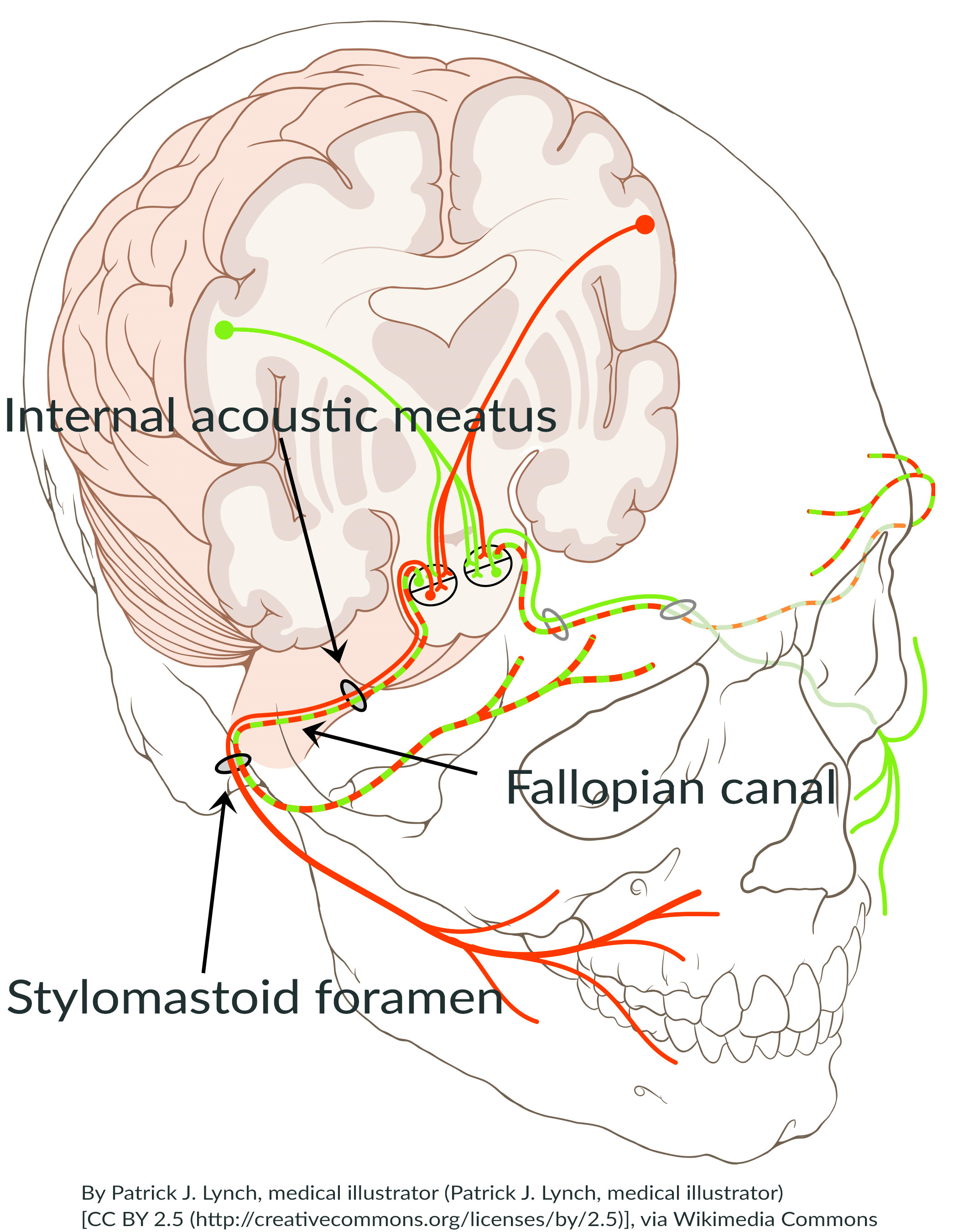 f7L-Cranial_nerve_VII.gif