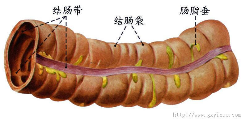 大肠- 解剖生理学网络课程