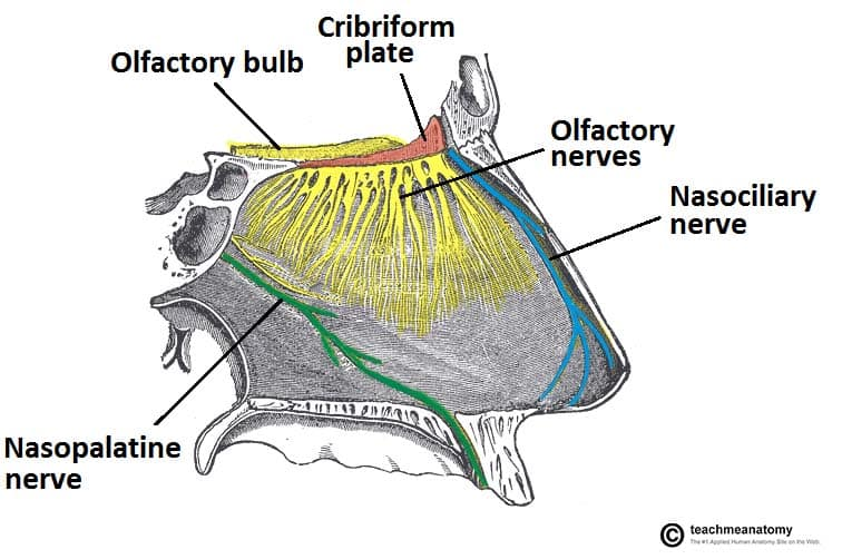 ethmoid bone olfactory nerve