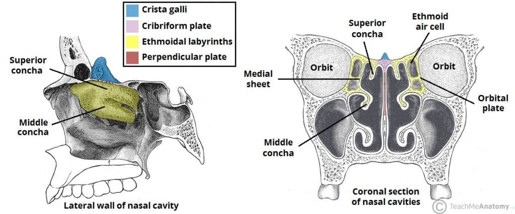 ethmoid bone superior nasal concha