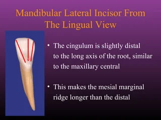 Maxillary Lateral and Mandibular Incisors
