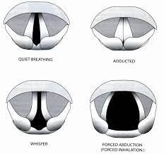 COMD #6305 The Phonatory system Chapters 4, 5