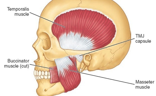 masseter-muscle.jpg