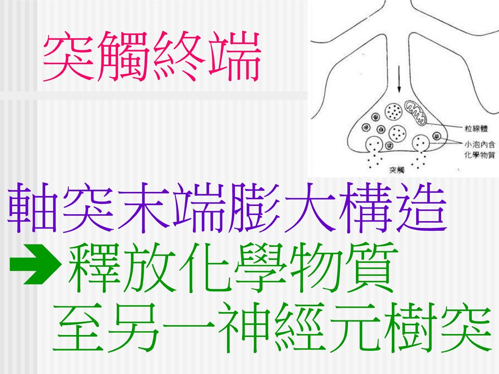 焦點115 神經元. - ppt download