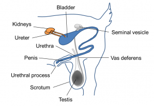 Goat-Urinary-system-300x207.png
