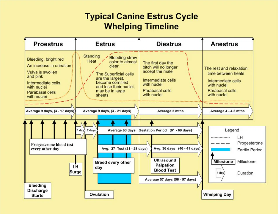 Estrus_Cycle.jpg?3891195479465458627