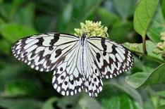 Idea leuconoe clara 大白斑蝶- DearLep 物種頁面