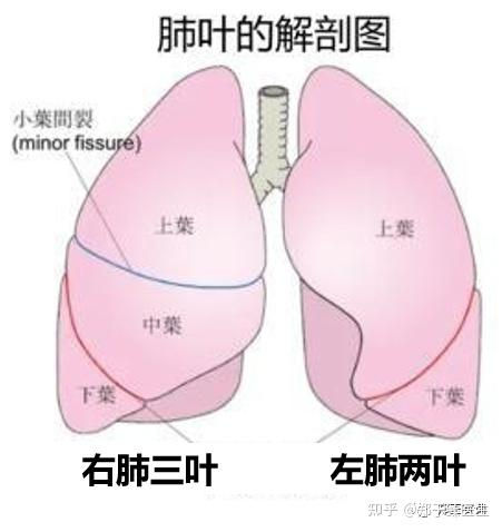切掉一个肺叶，对肺功能究竟会有多大影响？ - 知乎