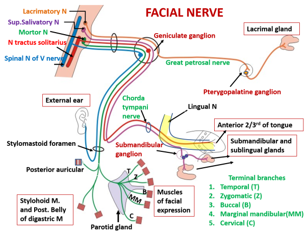 facial-nerve.png?resize=604%2C463