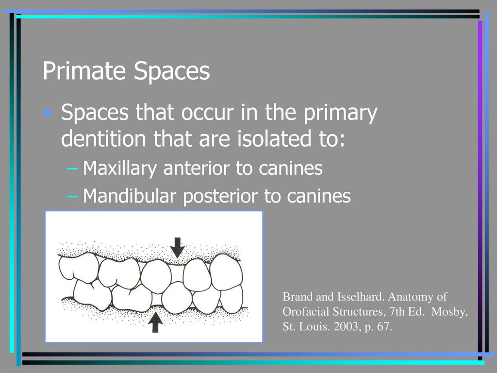 Occlusion Chapter ppt download