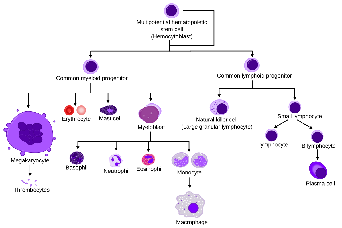 Myeloid tissue - Wikipedia