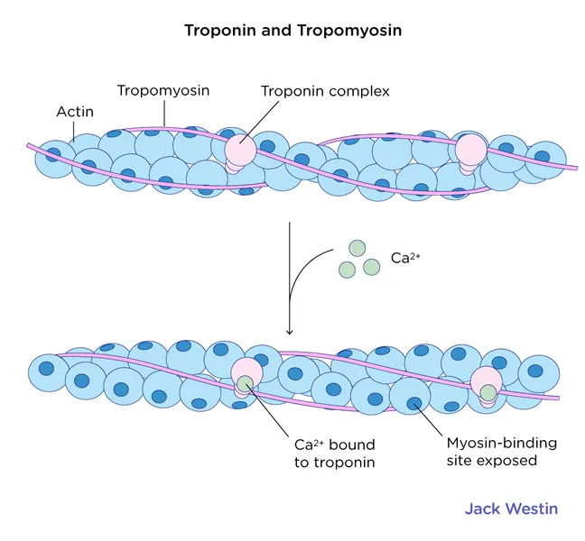 Troponin-and-Tropomyosin.jpg?resize=648%2C600&ssl=1