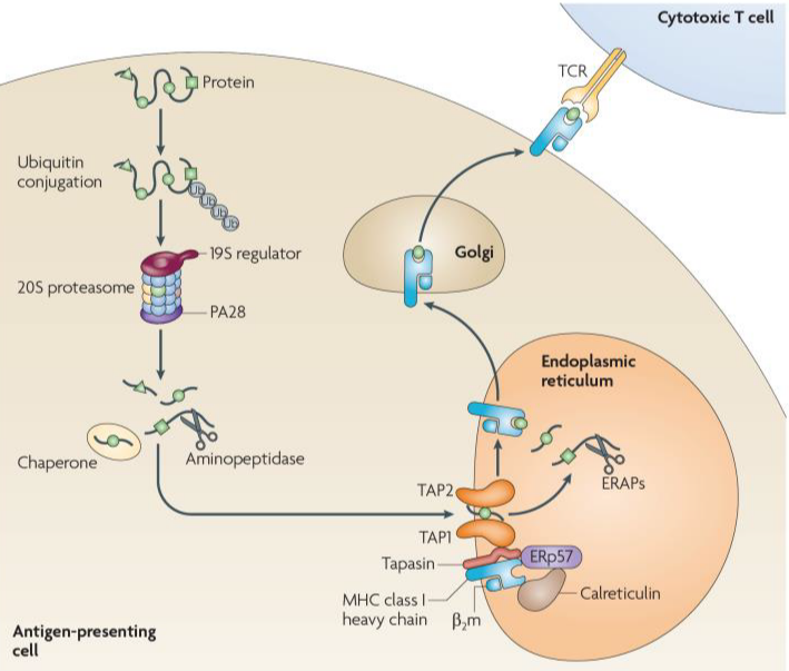 Immunoproteasome_Fig01.png