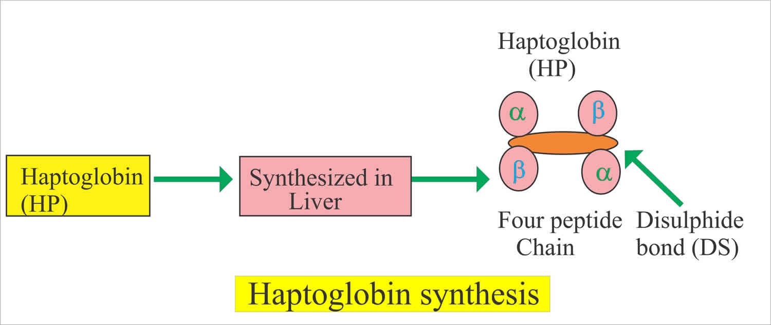 haptoglobin.jpg