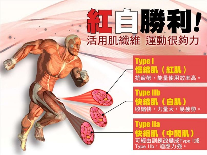 運動知識家] 紅白勝利！活用肌纖維運動很夠力| 文章| 跑步筆記