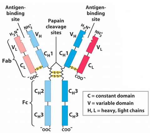 体液免疫（一）：抗体- 知乎
