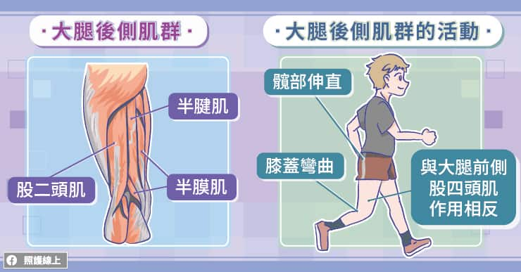 後腿好緊快抽筋，你得認識「大腿後側火腿肉」 - 照護線上