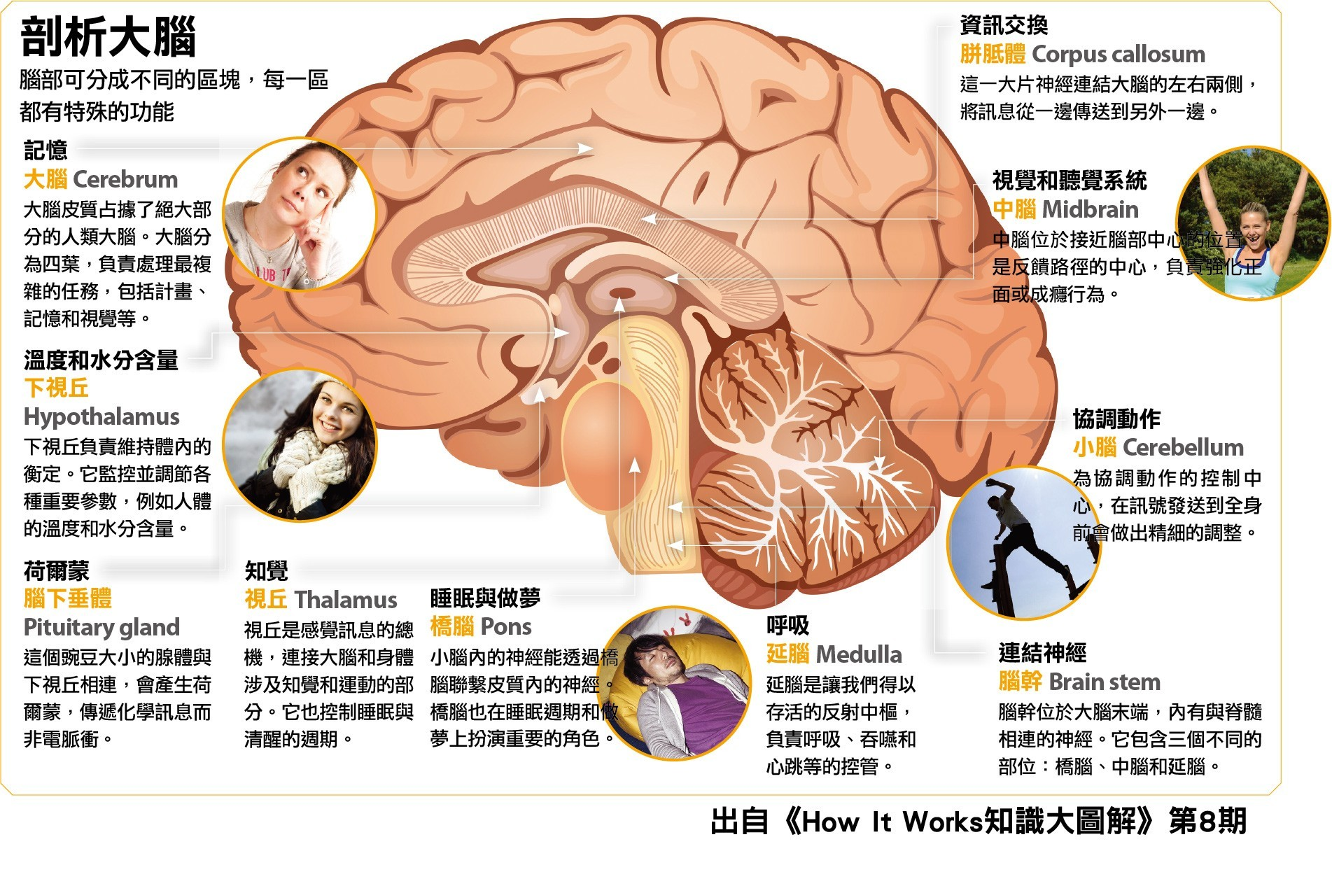 不可思議的大腦－《知識大圖解》 - PanSci 泛科學