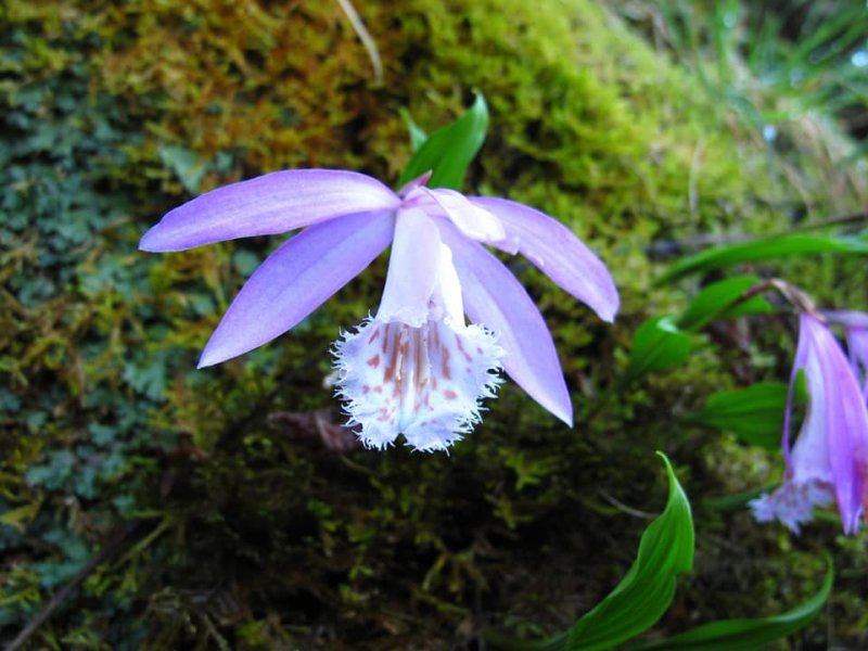 植物】一葉蘭- 健行筆記