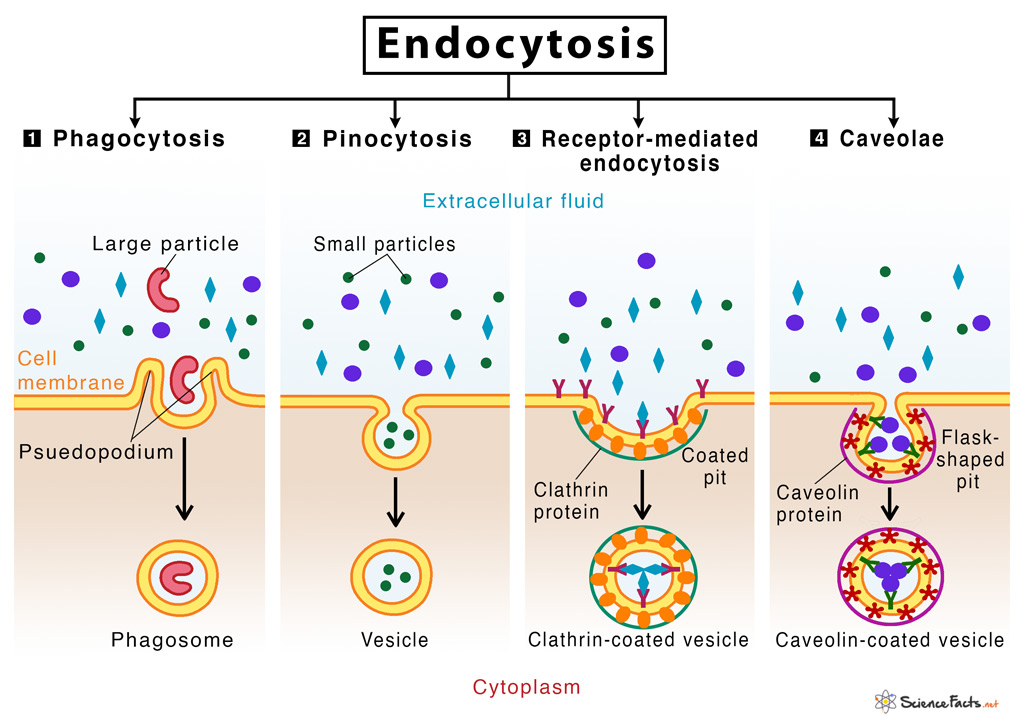Endocytosis.jpg