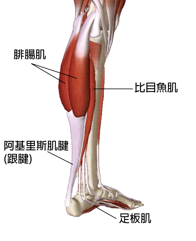 阿基里斯腱炎(Achilles Tendinitis) &ndash; 不是跑手都會患上