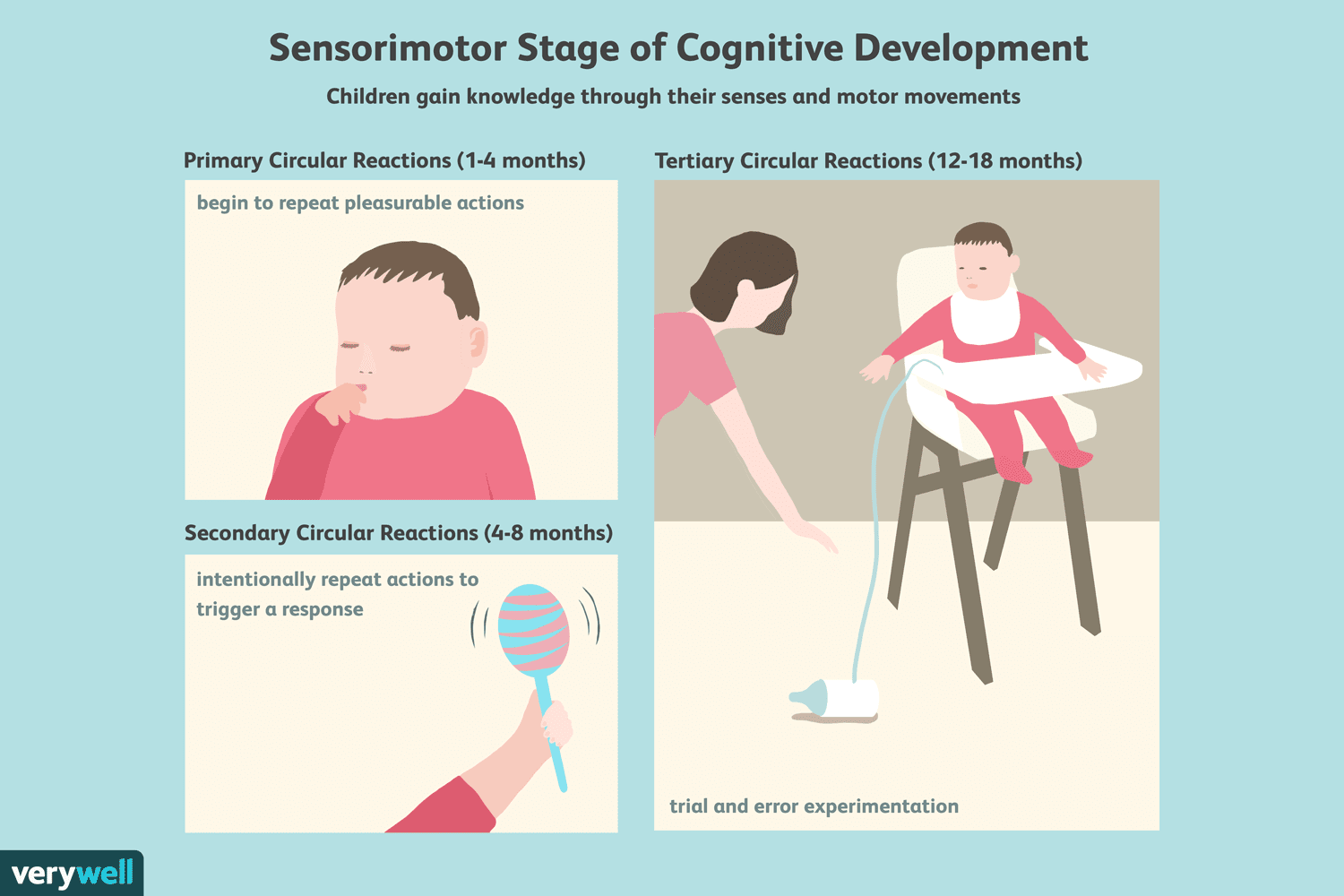 2795462-sensorimotor-stage-of-cognitive-development-5b0db0bc8023b90036ee501a.png
