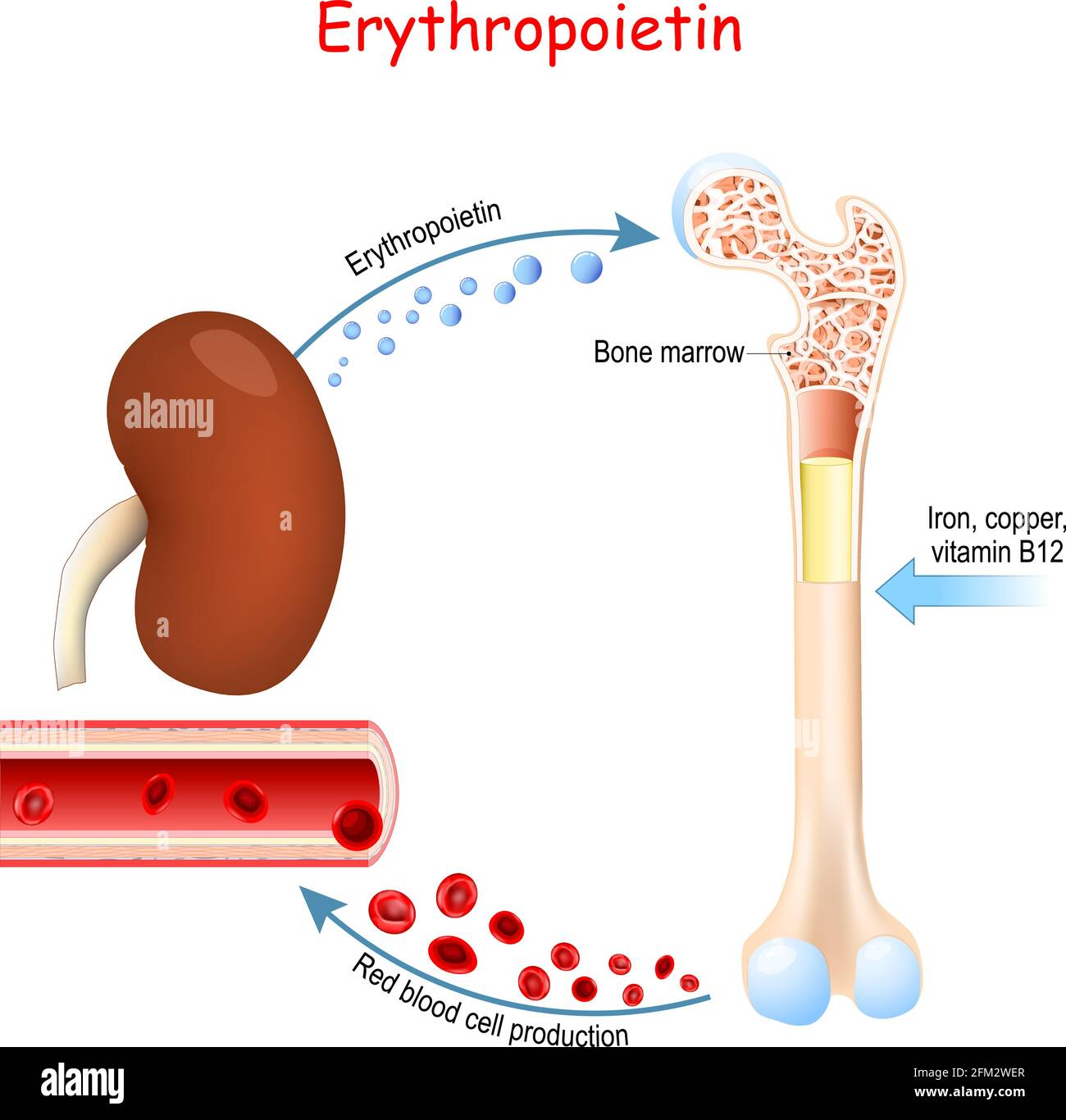 erythropoietin-glycoprotein-cytokine-secreted-by-the-kidney-in-response-to-cellular-hypoxia-that-stimulates-red-blood-cell-production-2FM2WER.jpg
