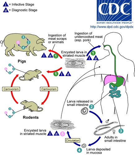 Trichinella_LifeCycle.jpg