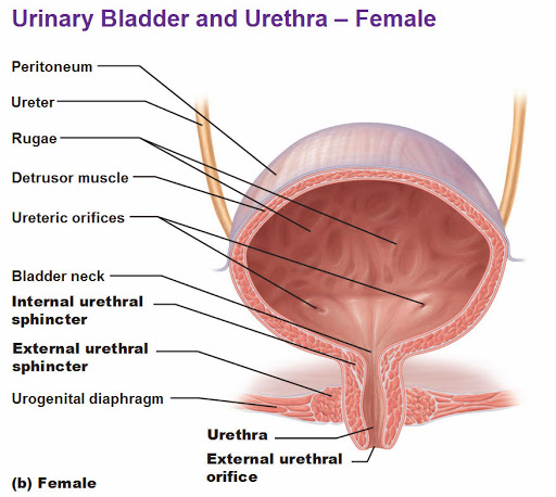 urethral-sphincter.jpg