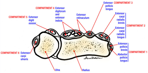 extensor%20compartments_moved.jpg