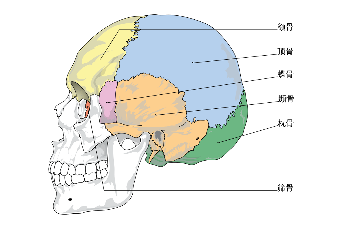 蝶骨- 維基百科，自由的百科全書